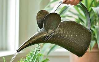 Правильный полив спатифиллума («Женского счастья») — залог здоровья цветка