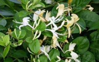 Жимолость съедобная Васюганская: основные характеристики