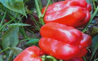 Перец Голиаф: описание сорта, отзывы, фото, урожайность