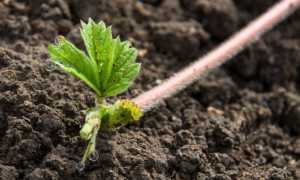 Когда обрезать усы у клубники — как правильно и когда лучше обрезать клубнику чтобы не навредить урожаю? (130 фото и видео инструкция)