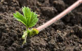 Когда обрезать усы у клубники — как правильно и когда лучше обрезать клубнику чтобы не навредить урожаю? (130 фото и видео инструкция)