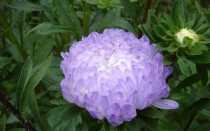 Посадка пионовидной астры в открытый грунт и уход за ней