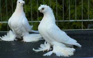 Особенности Узбекских двухчубых голубей
