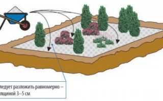 Как использовать лилейники в ландшафтном дизайне?