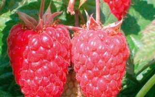 Малина каскад делайт описание сорта фото отзывы