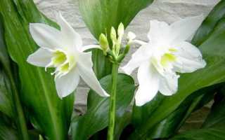 Приметы и суеверия о цветке эухарис