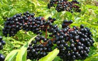 Бузина травянистая (фото, биологические и лечебные свойства, химический состав, применение в официальной и народной медицине)