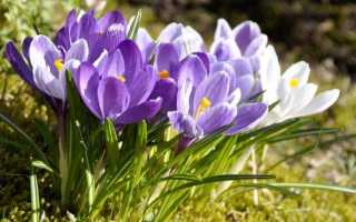 Крокусы – посадка, особенности ухода в открытом грунте и домашних условиях
