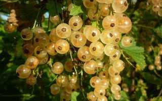 Белая смородина «Версальская»: характеристика и описание сорта, выращивание и уход