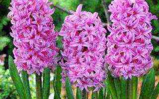 Гиацинт многолетний: популярные сорта и их выращивание