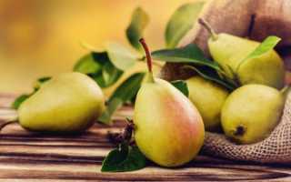 Груша сорта Самарская красавица: ботаническое описание и характеристика, агротехника выращивания и ухода за грушей, фото