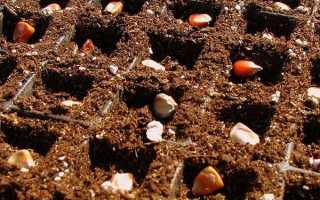 5 сортов вкусной кукурузы, которые порадуют хорошим урожаем