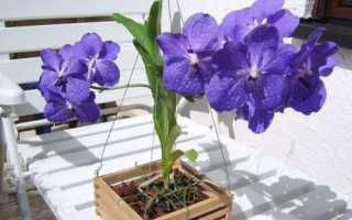 Ванда. Драгоценность среди орхидей