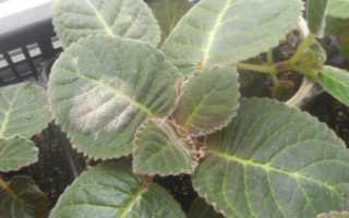 Выращивание глоксинии: 17 проблем и их решение