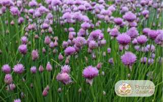 Лук Сибулет — что это такое, как правильно посеять резанец, особенности ухода