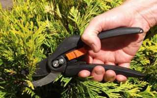 Уход за туей осенью: 5 главных правил для безопасной зимовки