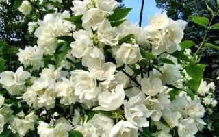 В чем разница между жасмином и чубушником