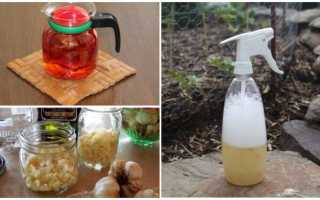 Паутинный клещ на розах, меры борьбы и лечение