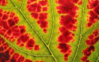 Что делать, если опадает цвет у помидоров в теплице