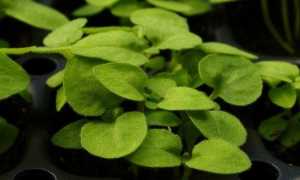 Бакопа: выращивание из семян, фото, когда сажать в домашних условиях