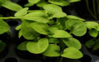 Бакопа: выращивание из семян, фото, когда сажать в домашних условиях