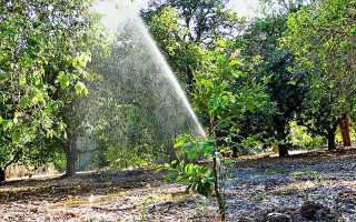 Скороплодный устойчивый сорт вишни «Тамарис»