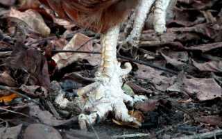 Статьи → Краткое руководство по лечению домашних птиц