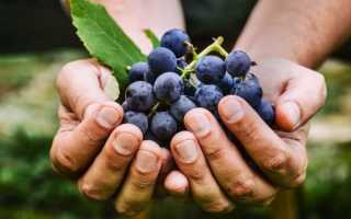 Виноград Северный: что нужно знать о нем, описание сорта, отзывы