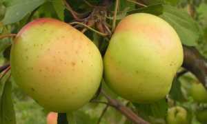 Вкусные сорта яблок для Сибири и не только…