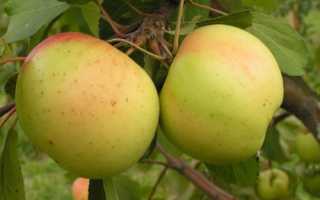 Вкусные сорта яблок для Сибири и не только…