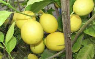 Можно ли пересаживать лимон с плодами осенью