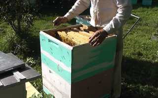 Технология пчеловождения по методу Цебро