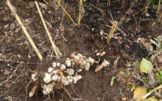 Семена топинамбура для выращивания овоща на приусадебных участках