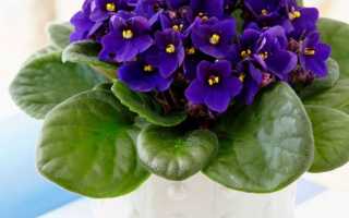 Фиалка Розовая Акварель: посадка и уход в домашних условиях