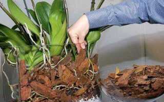 Варианты сколько раз и как часто необходимо поливать алоэ, примеры летом и зимой