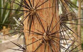 Виды и разновидности домашних кактусов с фото – названия, описания, уход