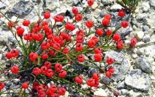 ТОП-6 простых культур, которые идеально подойдут для начинающего огородника