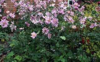 Посадка японской анемоны и уход за ней. Анемона японская посадка осенью и уход в открытом грунте