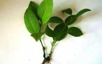 Вечнозеленый лимон Мейера: описание, уход за растением, размножение, болезни и вредители