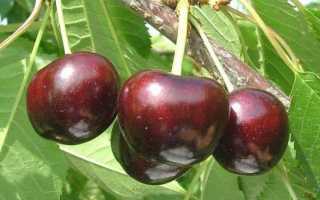 Позднеспелый сорт черешни – крупноплодная Регина