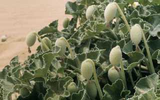 Декоративный огурец: описание, особенности выращивания и ухода, фото