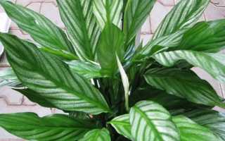 Спатифиллум Купидо — посадка и уход в домашних условиях, размножение