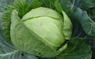 Капуста Мегатон. Описание сорта, фото, отзывы, характеристика, урожайность