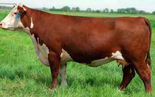 ТЕХНОЛОГИЯ СОДЕРЖАНИЯ МЯСНОГО СКОТА