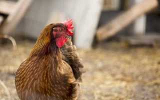 Описание кур породы вельзумер