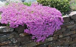 Шиловидный флокс: посадка и уход за почвокровным растением в открытом грунте