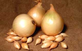 Лук Стурон: описание сорта, отзывы, фото, урожайность, достоинства и недостатки и особенности выращивания