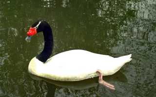 Черношейный лебедь – изящная птица: описание и фото