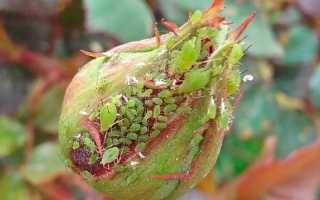 Как при помощи народных методов избавиться от тли на кустах роз?