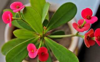 Традесканция комнатная приметы и суеверия